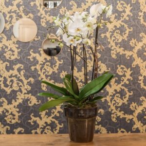 2 Orchidees blanches