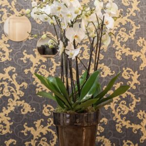 3 pieds orchidees blanches